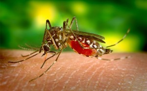 epidemia de dengue